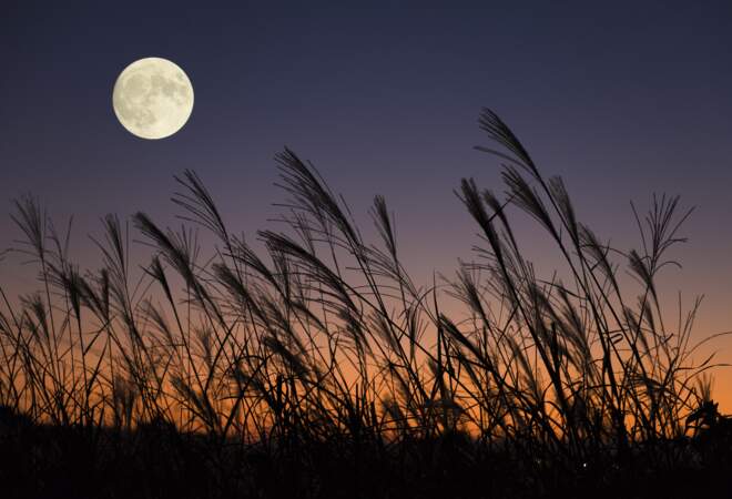 Jardiner avec la Lune : ce lien avec l’astrologie qu’on ignore souvent