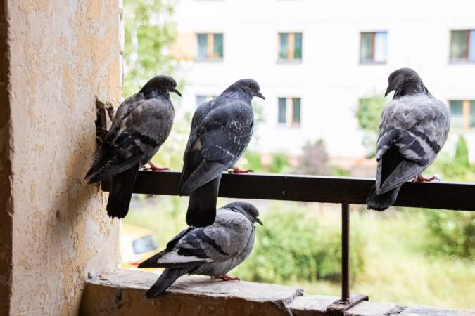 Balcon, toit, jardin… Comment éloigner les pigeons ?