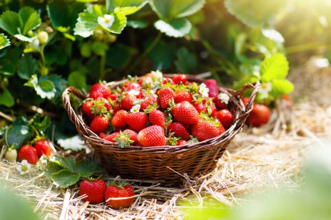 20 recettes légères et faciles à préparer avec des fraises