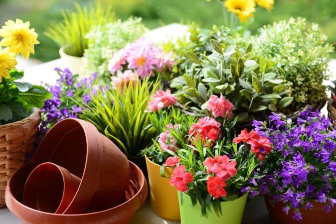 5 plantes pour avoir un jardin parfumé en été