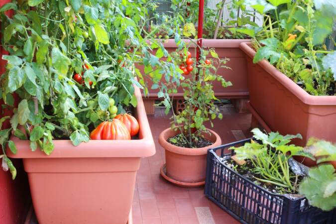 Comment cultiver ses fruits et légumes en pots ?
