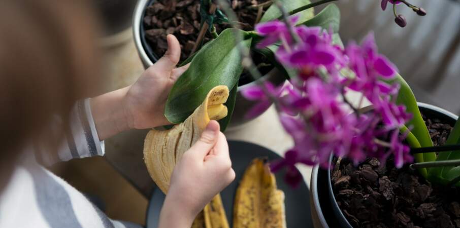 4 astuces pour recycler la peau de banane au jardin