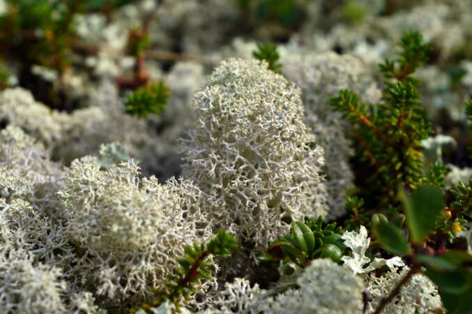 Le lichen de mer séché ou déshydraté