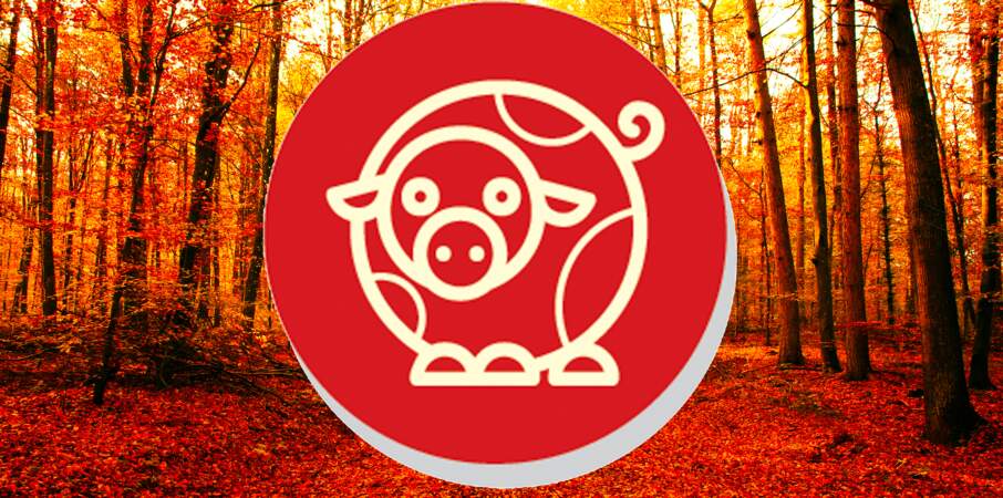 Horoscope chinois du mois de novembre 2022 pour le Cochon : toutes nos prévisions