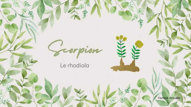 La plante du Scorpion : le rhodiola