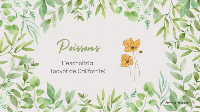 La plante du Poissons : l'escholtzia
