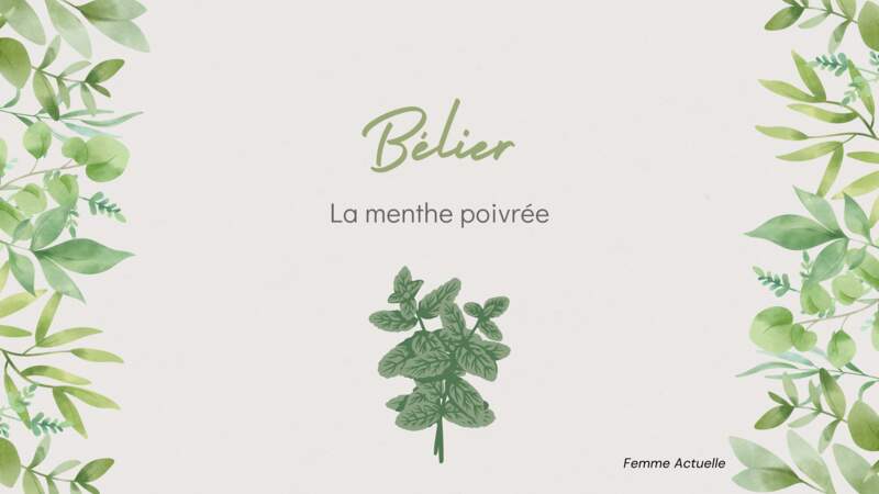 La plante du Bélier : la menthe poivrée