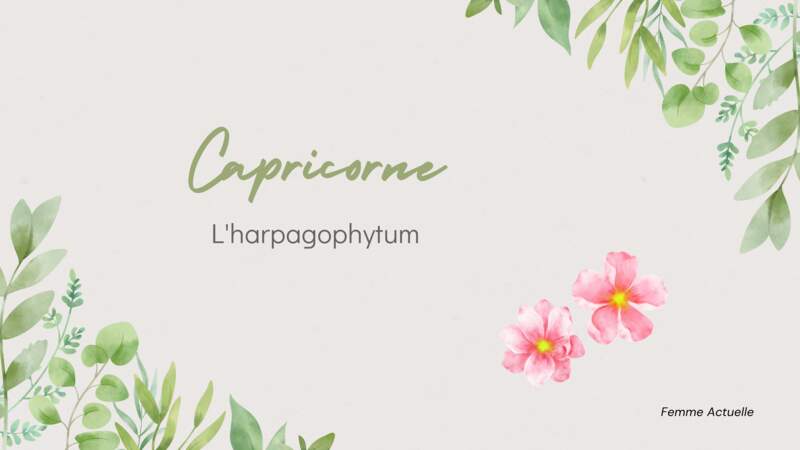 La plante du Capricorne : l’harpagophytum