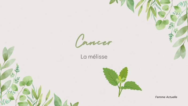 La plante du Cancer : la mélisse