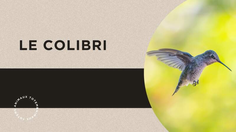 Tout savoir sur le colibri