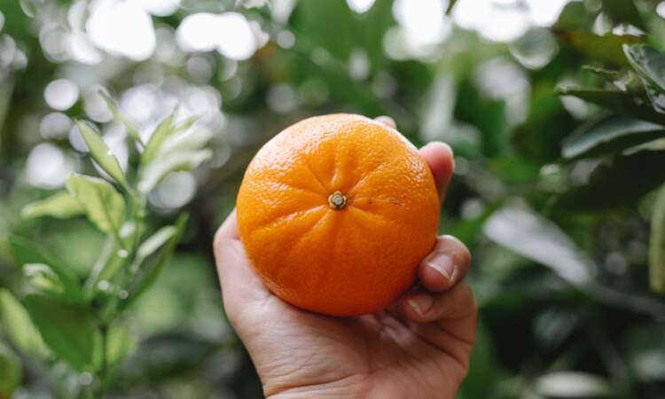 La clémentine et la mandarine