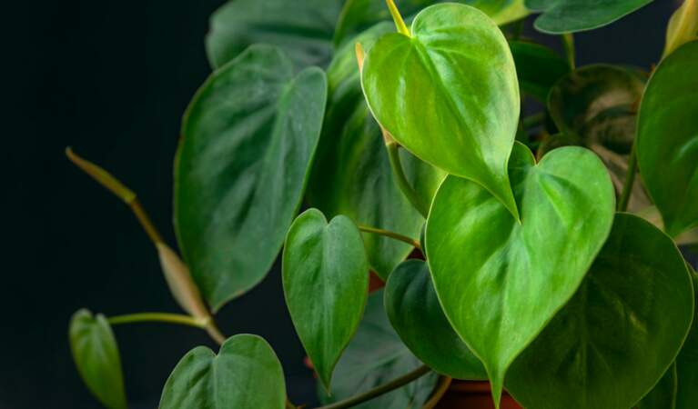 Le Philodendron