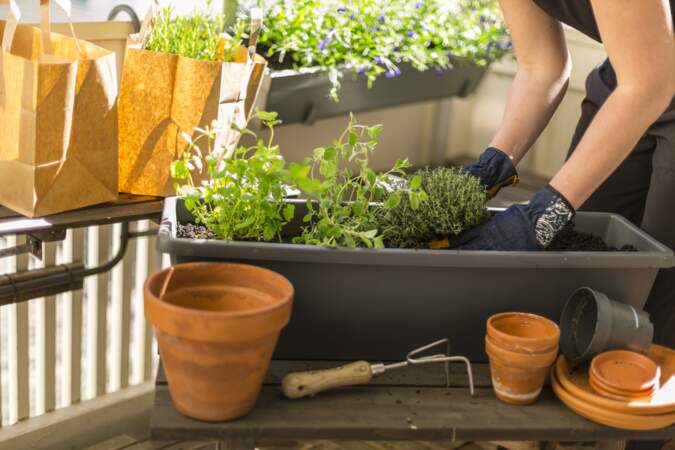 Les plantes aromatiques de balcon les plus faciles et difficiles à cultiver