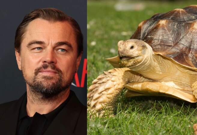 Leonardo DiCaprio et sa tortue