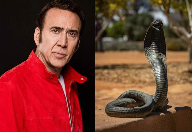 Nicolas Cage a adopté deux cobras 