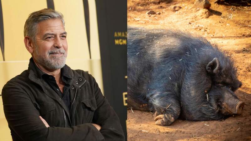 George Clooney et son cochon vietnamien surnommé Max