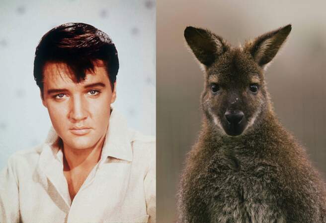 Elvis Presley avait un wallaby comme animal de compagnie.